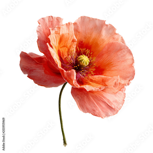 Close-up blooming pink poppy flower isolated on white background with soft light