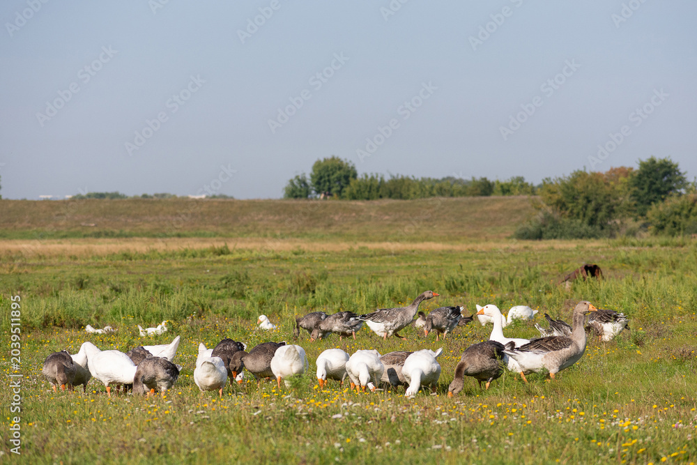 Obraz premium Flock of geese grazing on green grass in rural field. Farm birds wandering on meadow at summer day. Concept of organic poultry farming, countryside life and animal husbandry in nature.