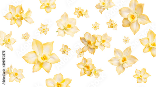 Fotografie Bright yellow and pale narcissus flowers gracefully scattered on a transparent background