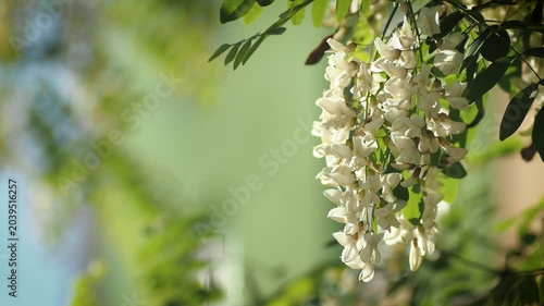 blooming apple tree branch with white flowers and fluffy bumblebee pollinating.