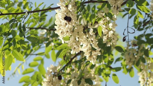 blooming apple tree branch with white flowers and fluffy bumblebee pollinating.