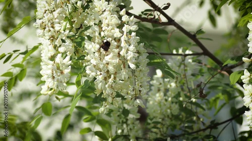 blooming apple tree branch with white flowers and fluffy bumblebee pollinating.