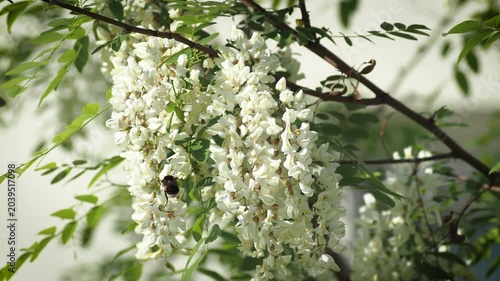blooming apple tree branch with white flowers and fluffy bumblebee pollinating.
