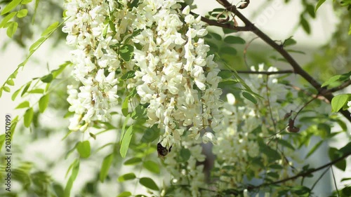 blooming apple tree branch with white flowers and fluffy bumblebee pollinating.
