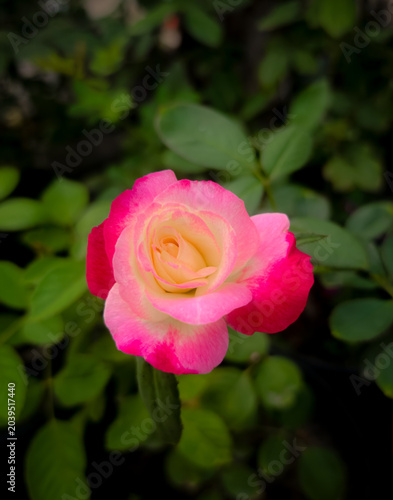 Amaizing Beautiful Blooming Rose Symbol of Love