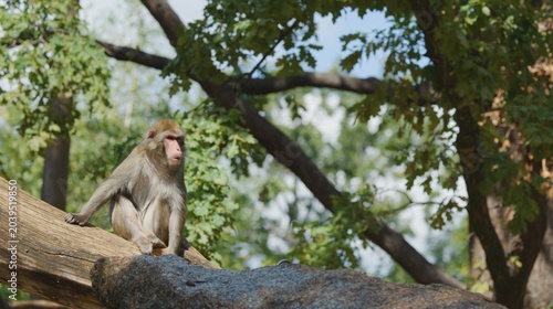 Canvas Print A Macaque monkey sits alert on a sunlit branch in Berlin Zoo