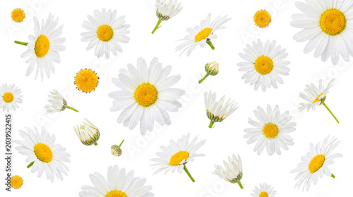Photos Fresh white daisy flowers with bright yellow centers creating a charming floral pattern