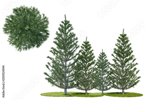 Bild auf Leinwand High-quality 3D render of green fir trees on grass patches, isolated on a black background