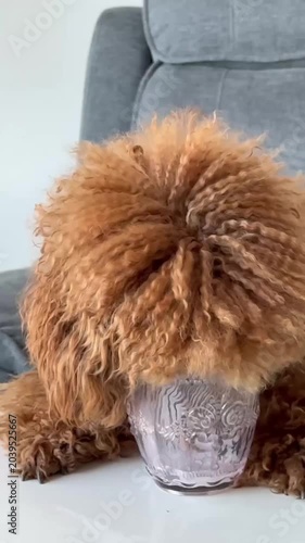 Cute Poodle Licking Kefir Cup — Funny Pet Moment for Dairy and Meme Videos