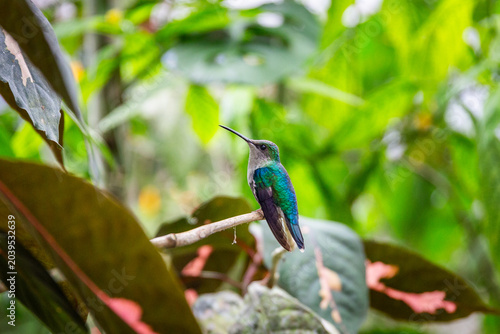 farbenfrohe weiblische Violettkronennymphe in Costa Rica