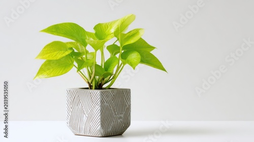 Vibrant Neon Pothos Plant in a Modern Geometric Pot.