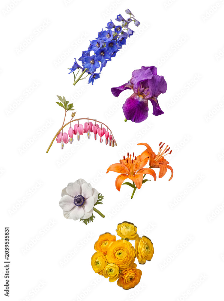 Fototapeta premium Assortment of vibrant garden flowers, including delphinium, iris, and lily, isolated on transparent.
