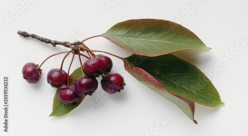 Close-up of a Crabapple Branch with Dark Red Berries and Green Leaves.