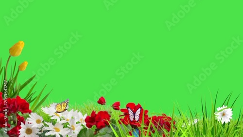 Spring flowers and tulips border in a sunny meadow with butterflies and green grass