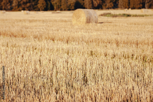 Tableau sur toile Golden Wheat Field With Hay Bales in Countryside