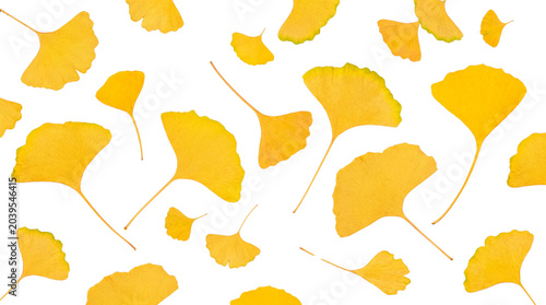 Photos Vibrant, brightly lit yellow ginkgo biloba leaves, perfectly isolated on a transparent background for striking designs