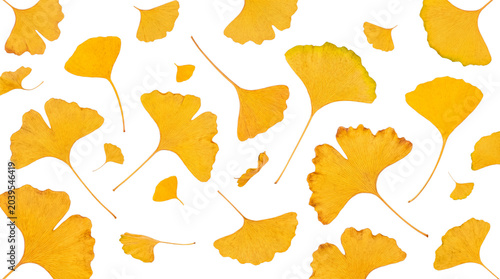 Φωτογραφία Brilliant golden yellow ginkgo biloba leaves gracefully falling.