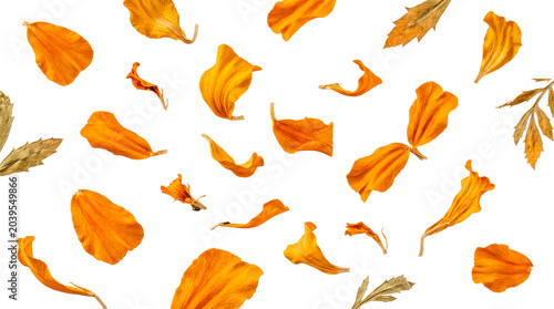 Slika na platnu Vibrant orange marigold flower petals and dry leaves gracefully scattered, a beautiful botanical photograph