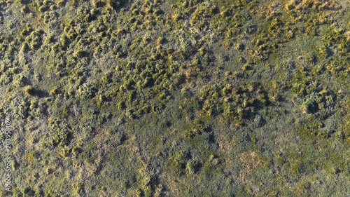 Canvastavla Overhead View of Sunlit Grassy Field and Shrubs in Rural Australia