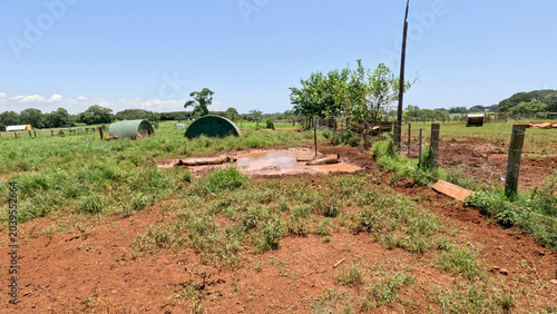 Canvas-taulu Pigs resting in a muddy wallow on a rural farm in Thailand