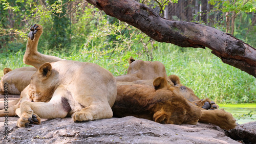 Photography Lioness Grooming Herself While Resting With Pride on Savanna Rocks