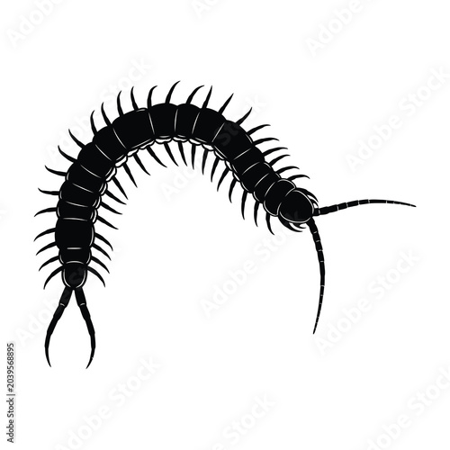 Foto Centipede insect arthropod black silhouette