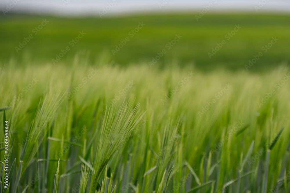 Fototapeta premium Lush green barley field waving in the wind under an overcast sky.
