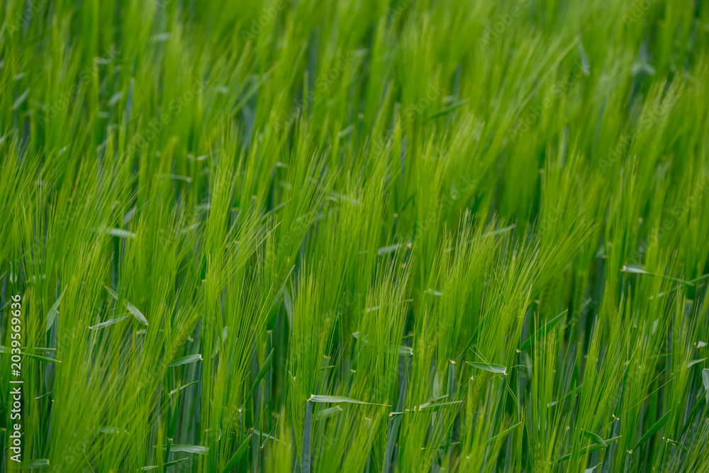 Fototapeta premium Lush green barley field waving in the wind under an overcast sky.