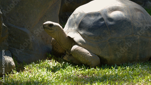 Photography Aldabra Giant Tortoise Resting on Green Grass Near Large Rocks