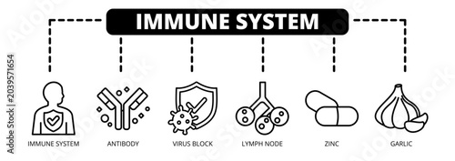 Immune System web banner icon vector illustration concept with icons of immune system, antibody, virus block, lymph node, zinc, and garlic.