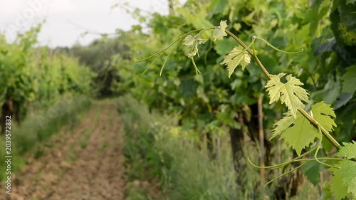 Rack focus on green grapevine branch in summer vineyard, organic winemaking