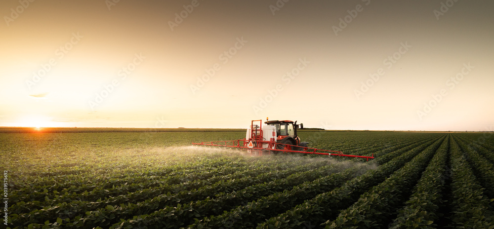 Fototapeta premium Agricultural machinery sprays crops with pesticide.