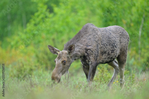Moose in the spring forest scenery