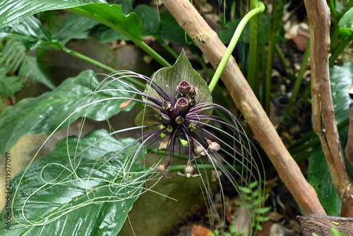 a black and purple Tacca chantrieri blossom like a bat in the garden