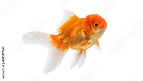 Fotografía Vibrant oranda goldfish swimming gracefully with elegant flowing fins and detail