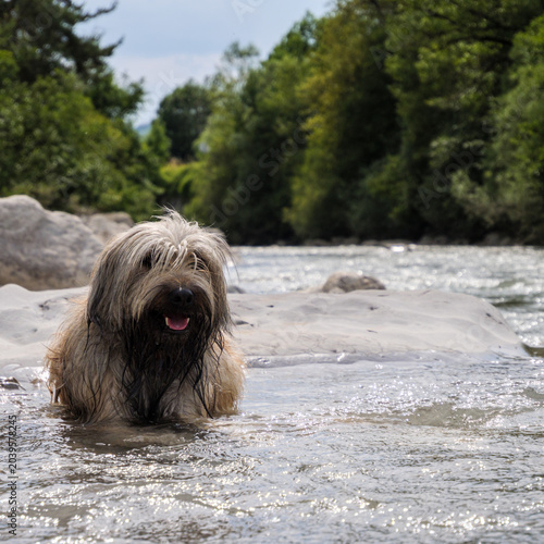 Foto Pyrenean Shepherd In Shallow River On Summer Day