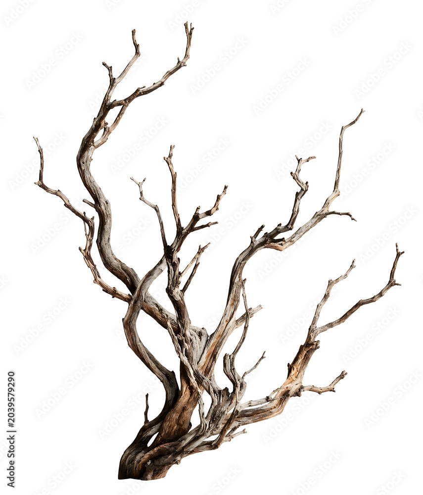 Fototapeta premium Dry Twisted Tree Branch