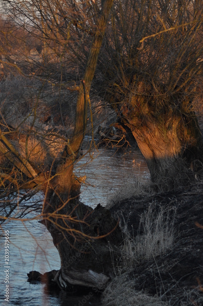 Fototapeta premium Sunset glow reflecting on crooked trees by the calm river in the serene countryside