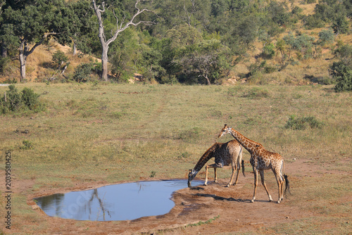 Foto Giraffe / Giraffe / Giraffa camelopardalis