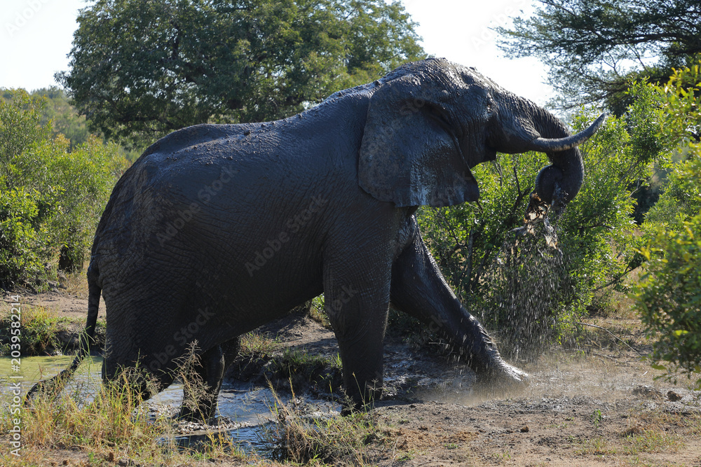 Obraz premium Afrikanischer Elefant im Schlamm / African elephant in the mud / Loxodonta africana