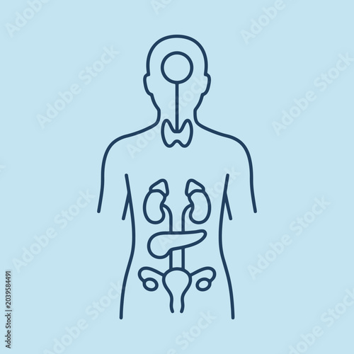 Foto A simple line art illustration of the human endocrine system