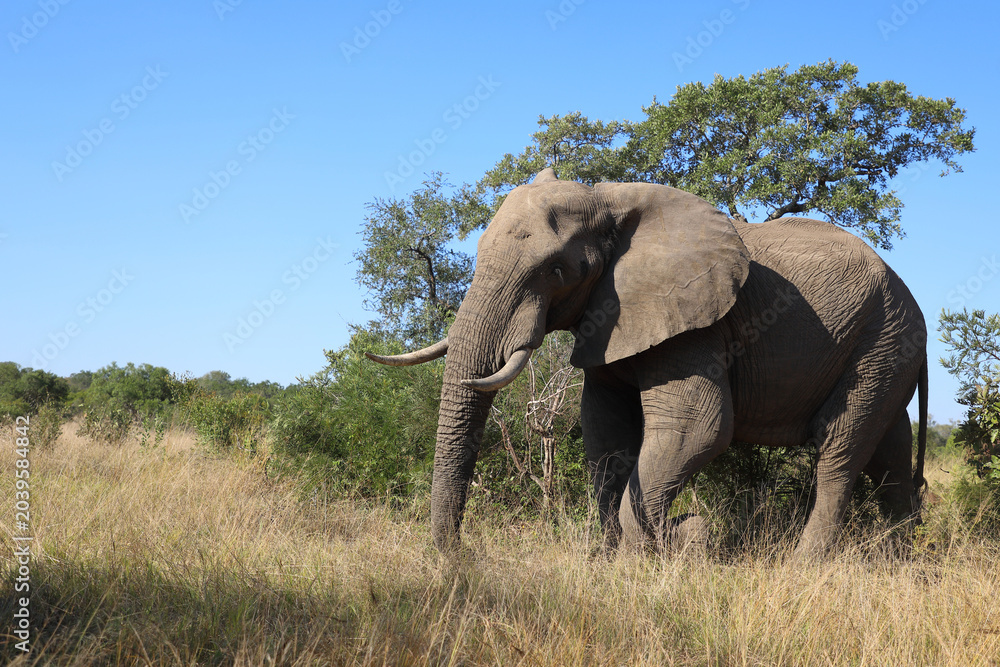 Obraz premium Afrikanischer Elefant / African elephant / Loxodonta africana