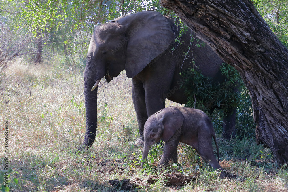 Fototapeta premium Afrikanischer Elefant / African elephant / Loxodonta africana