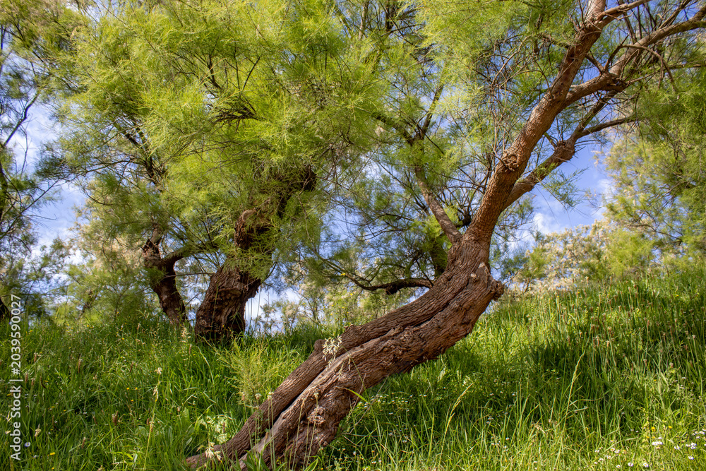 Fototapeta premium Low Angle View of Mediterranean Trees and Wild Grass in Sunny Woodland