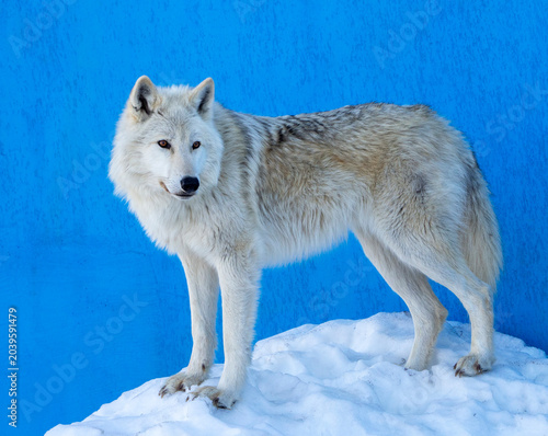 A beautiful polar wolf stands calmly in the snow against a blue wall. The Arctic wolf turned his head to the side and looked somewhere.