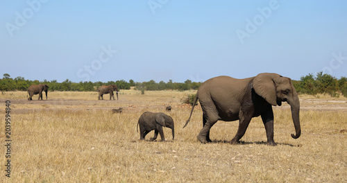 Photography Afrikanischer Elefant / African elephant / Loxodonta africana