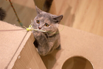 Taking adorable photos of cats playing with a cat teaser in the cattery.
