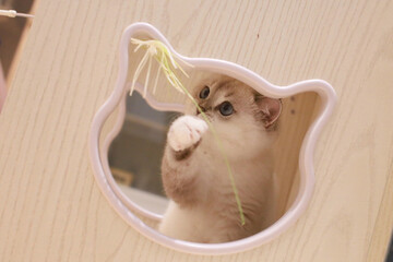 Taking adorable photos of cats playing with a cat teaser in the cattery.
