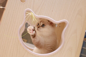 Taking adorable photos of cats playing with a cat teaser in the cattery.