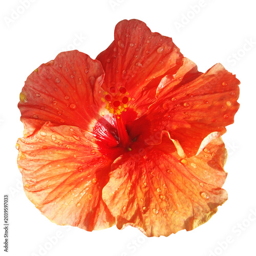 Hibiscus flower isolated on white background